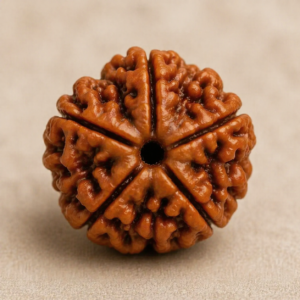 Nepali 5 Mukhi Rudraksha