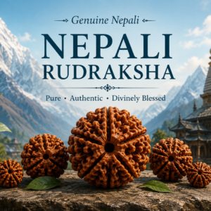 Nepali Rudraksha