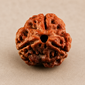 Indonesian 3 Mukhi Rudraksha