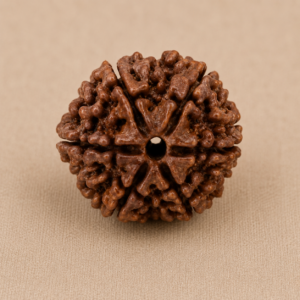 Nepali 6 Mukhi Rudraksha